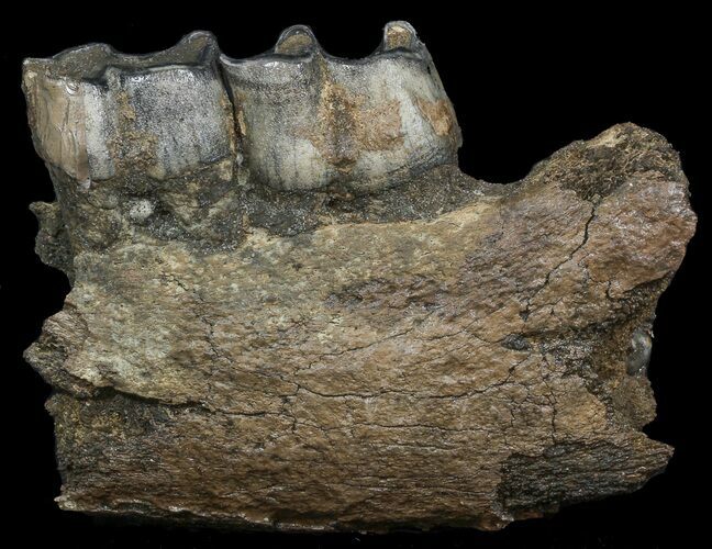 Fossil Rhino (Stephanorhinus) Partial Lower Jaw - Germany #45374